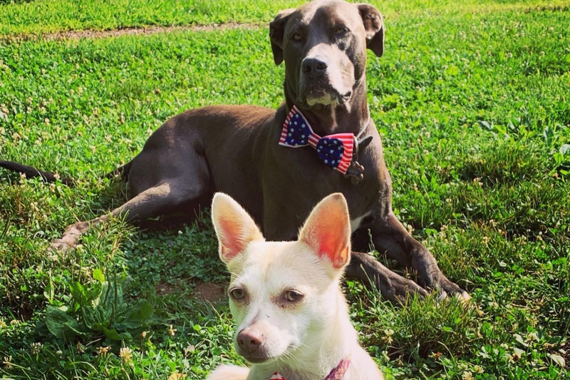Organic CBD for dogs and Full Spectrum CBD for pets