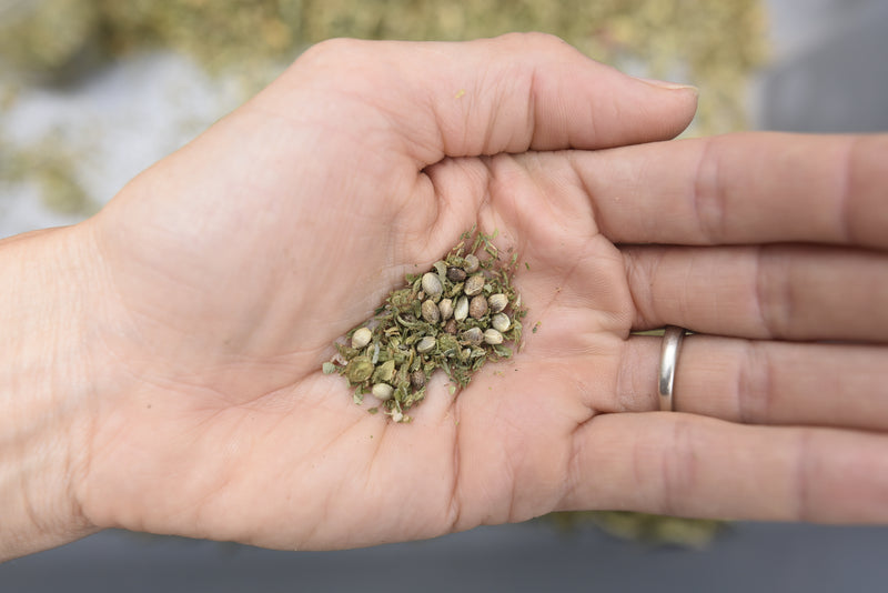Seed-to-sale Cannabis Farming